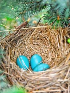 picture of a robin's nest
